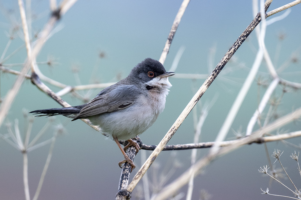 Menetries's Warbler